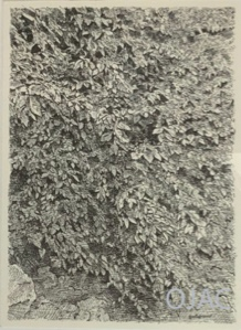 Image of Some Leaves